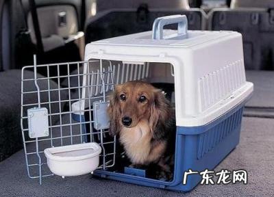 飞机托运宠物有氧舱是什么样的 宠物托运有氧舱危险吗知乎