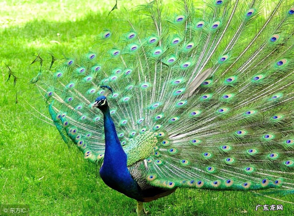 孔雀为什么是百鸟之王的故事 孔雀被称为什么之王