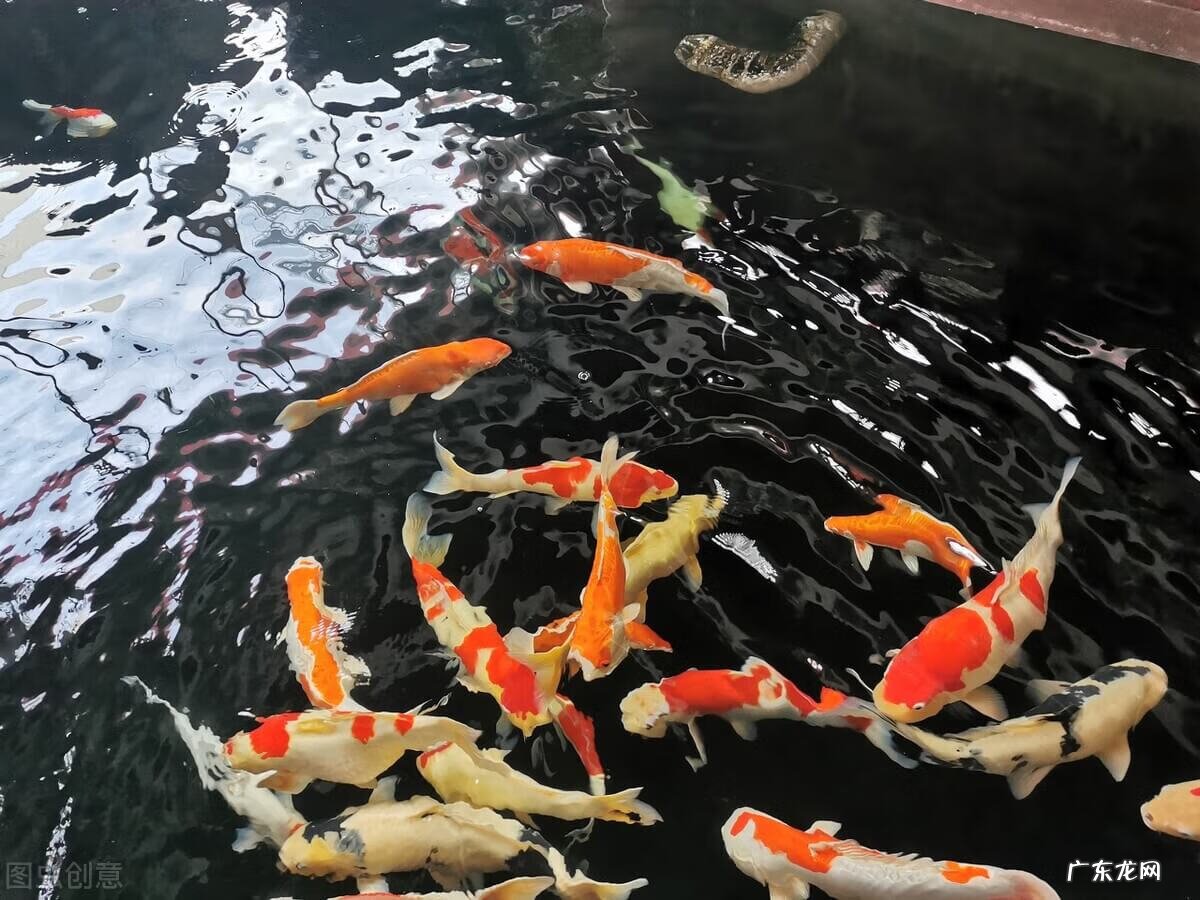 家中风水 风水池什么形状好图片