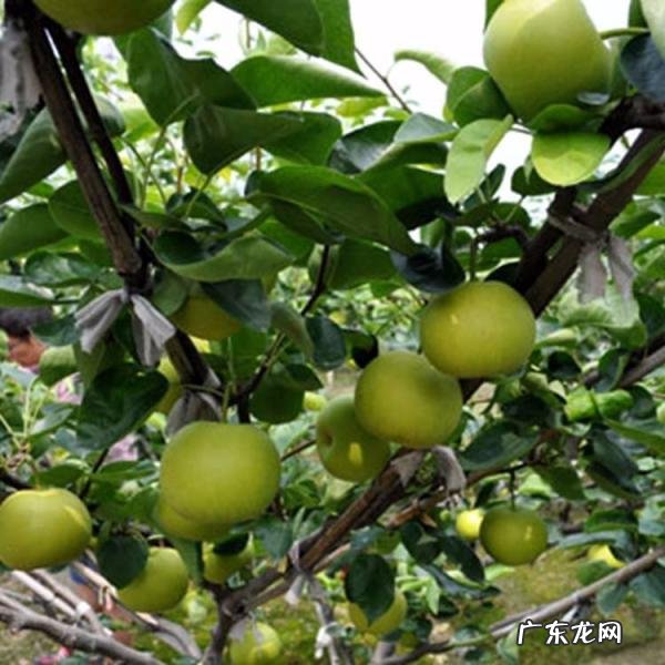 秋月梨越来越柔软还可以吃吗视频 秋月梨吃起来是软的