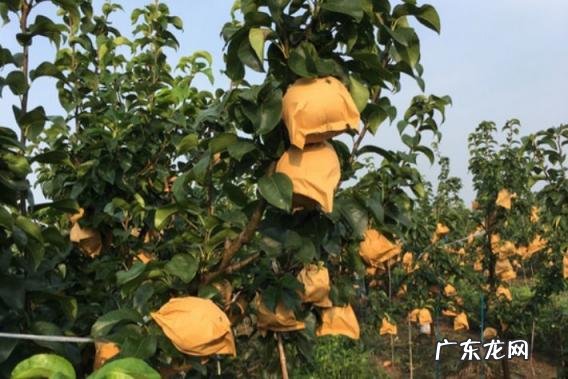 秋月梨越来越柔软还可以吃吗视频 秋月梨吃起来是软的