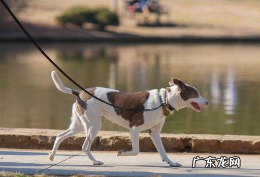 夏天如何遛狗 夏天太热怎么遛狗好