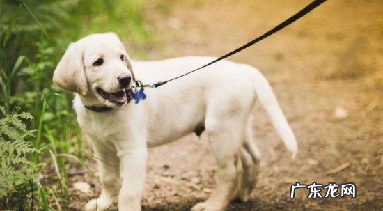 夏天如何遛狗 夏天太热怎么遛狗好