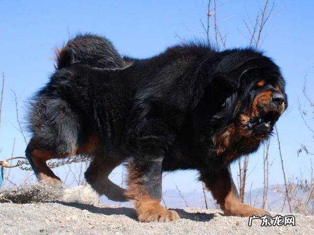 世界名犬排行榜前十 世上最凶猛的十大恶犬图片