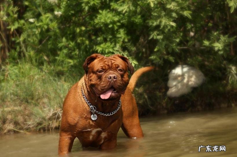 世界名犬排行榜前十 世上最凶猛的十大恶犬图片