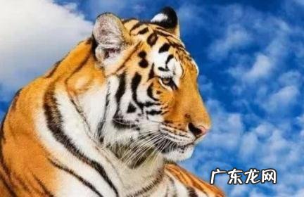 为什么虎年不要孩子 为什么虎年不要孩子2022