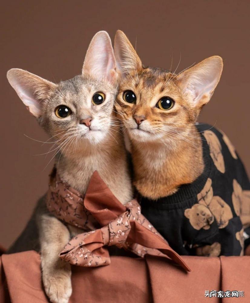 阿比西尼亚猫多少钱 阿比西尼亚猫贵不贵