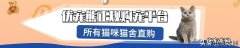 阿比西尼亚猫多少钱 阿比西尼亚猫贵不贵