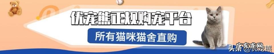 阿比西尼亚猫多少钱 阿比西尼亚猫贵不贵