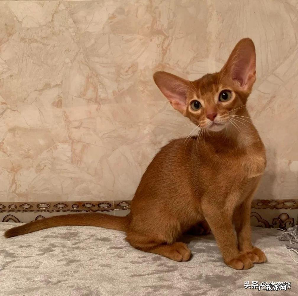 阿比西尼亚猫多少钱 阿比西尼亚猫贵不贵