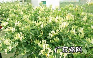 金银花一年四季都能泡水喝吗 四季金银花一年开几次花啊