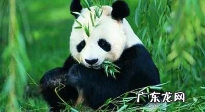 大熊猫跑到农民家视频 村民找牛途中偶遇大熊猫?