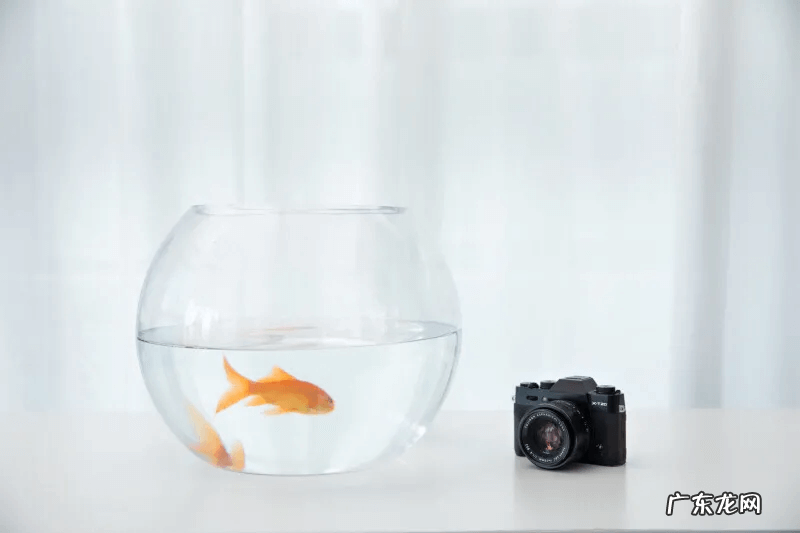 风水鱼买几条最好 买鱼风水学