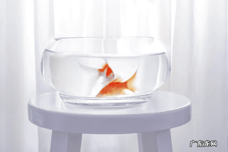 风水鱼买几条最好 买鱼风水学