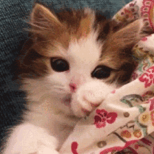 四大风水猫 不同颜色的猫代表什么