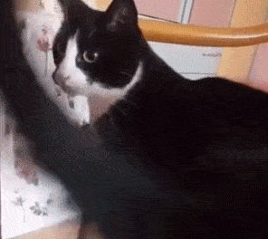 四大风水猫 不同颜色的猫代表什么