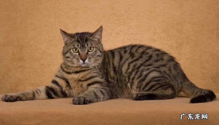 四大风水猫 不同颜色的猫代表什么