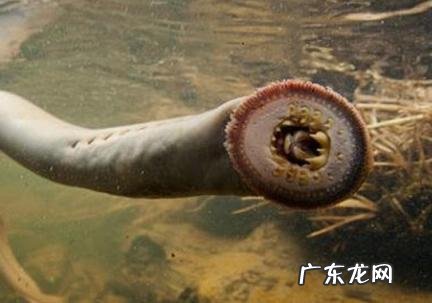 七鳃鳗为啥叫僵尸鱼 七鳃鳗为啥叫僵尸鱼呢