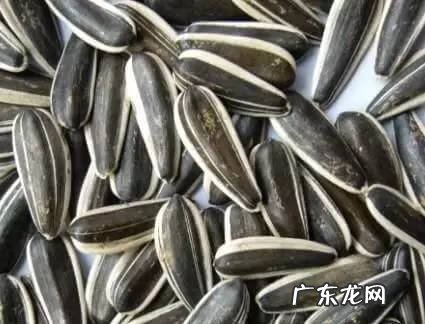 瓜子的营养价值与禁忌 瓜子的营养价值有多少