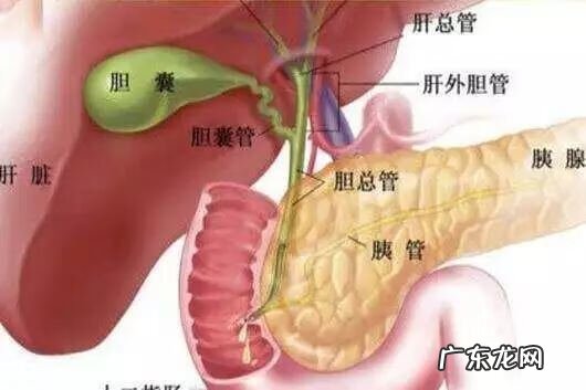 胆囊炎怎么形成的 急性胆囊炎的主要病因