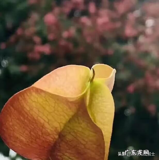 栾树树叶 栾树风水寓意