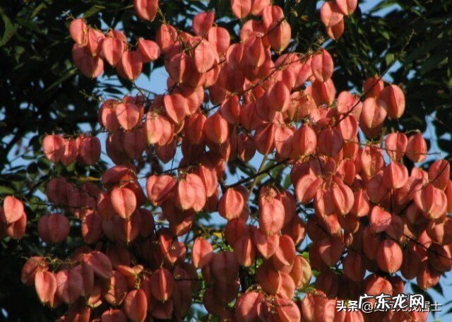 栾树树叶 栾树风水寓意