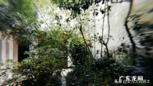栾树树叶 栾树风水寓意