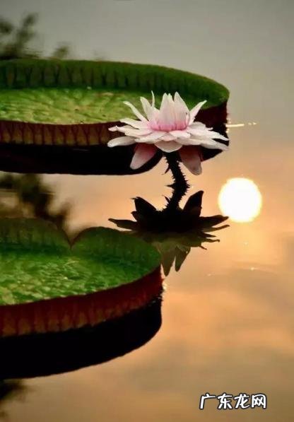 伏羲骨还有什么骨 伏羲骨怎么判断