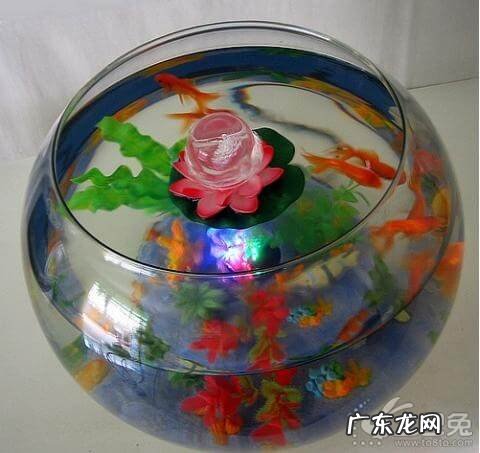 风水鱼颜色有讲究吗 风水鱼什么颜色最好