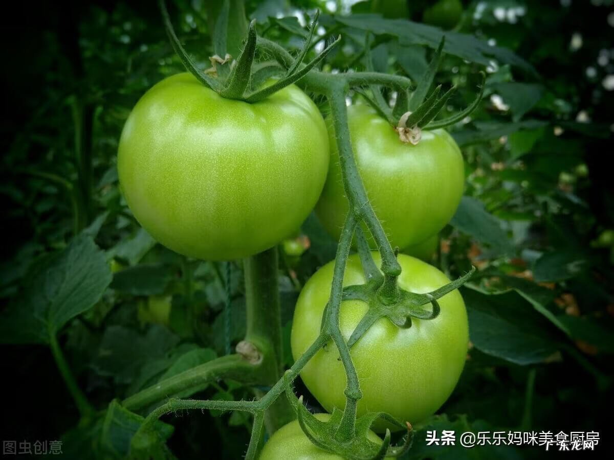 青西红柿能生吃吗 青西红柿能吃吗怎么吃