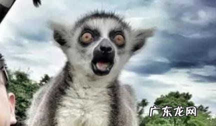 4000+和36000+是什么梗 4000+和36000+什么意思