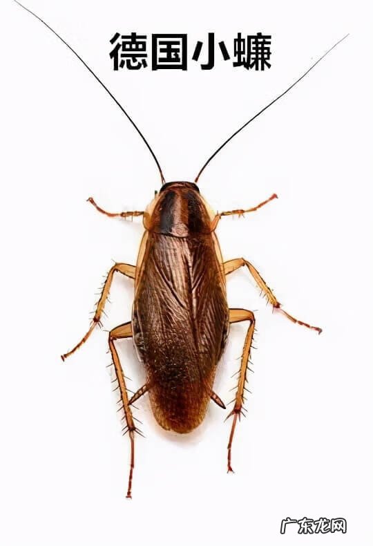 如何杀蟑螂最有效 杀蟑螂最有效的方法是什么