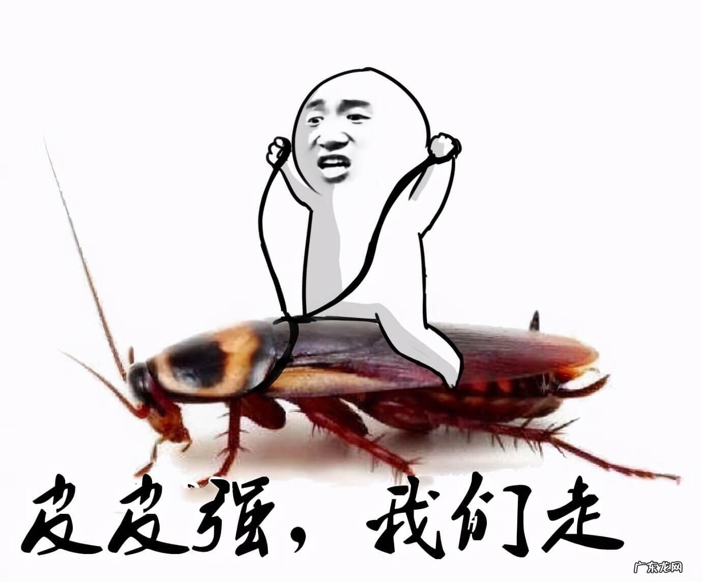 如何杀蟑螂最有效 杀蟑螂最有效的方法是什么