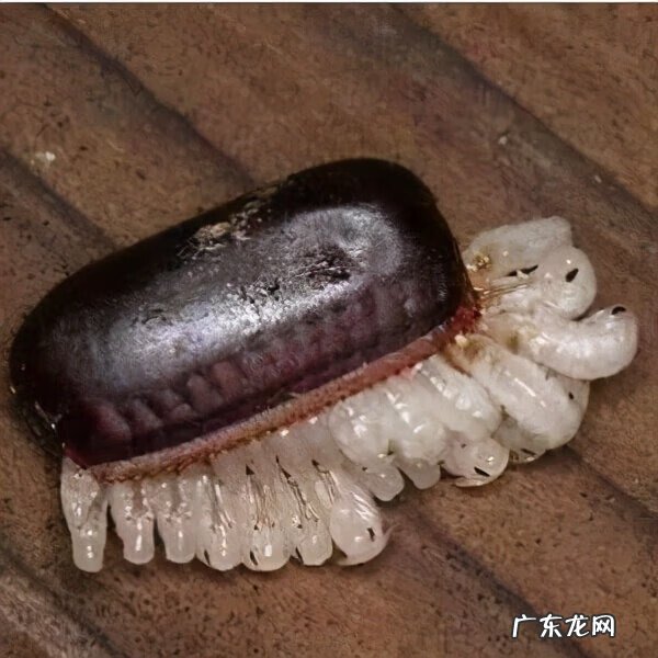 如何杀蟑螂最有效 杀蟑螂最有效的方法是什么