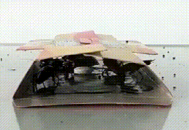 如何杀蟑螂最有效 杀蟑螂最有效的方法是什么