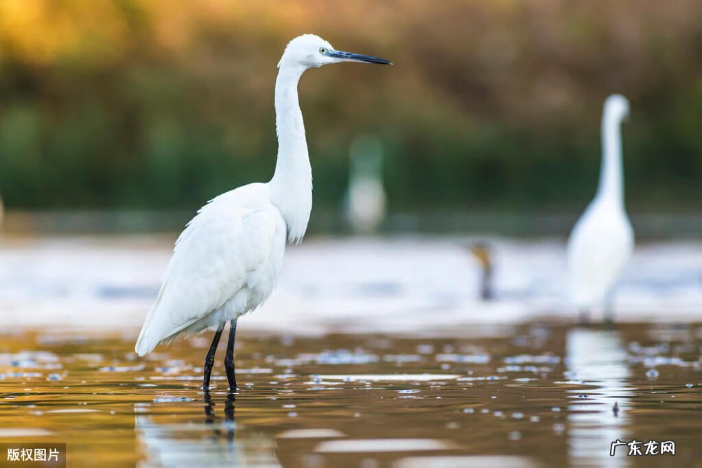 正常人的孕酮是多少 孕酮多少是怀孕标准