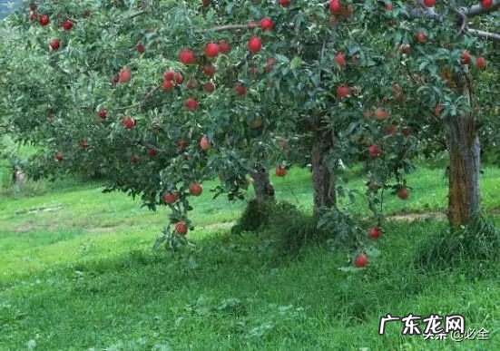 农业种植致富项目 致富好项目种植