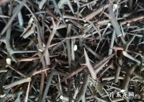 农业种植致富项目 致富好项目种植