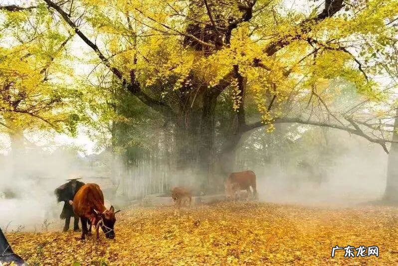 11月份适合去哪里玩 11月份去哪旅游好呢