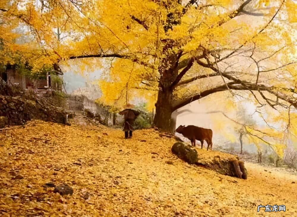 11月份适合去哪里玩 11月份去哪旅游好呢