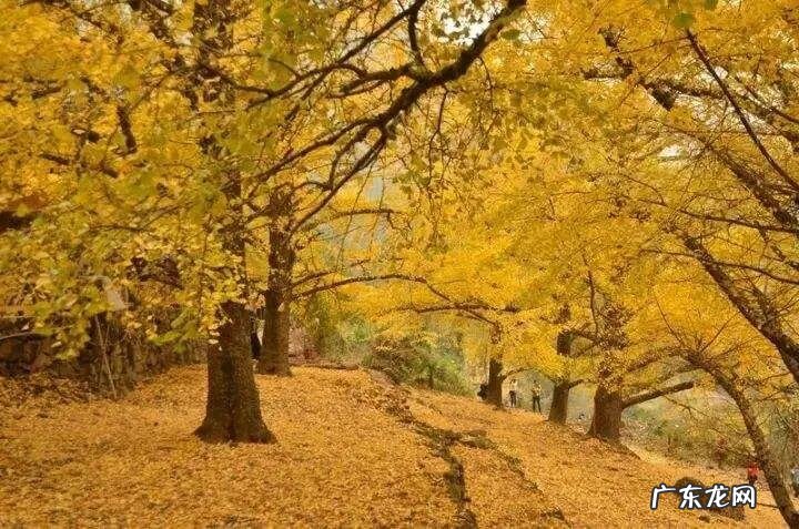 11月份适合去哪里玩 11月份去哪旅游好呢