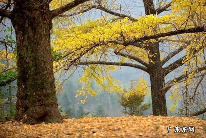 11月份适合去哪里玩 11月份去哪旅游好呢