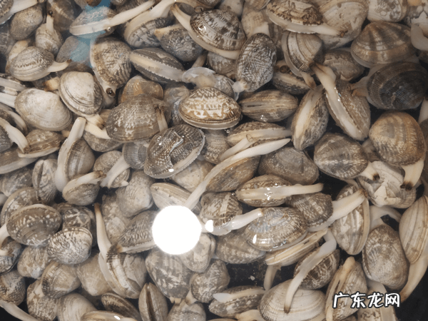 三鲜花甲汤做法 花甲汤的功效