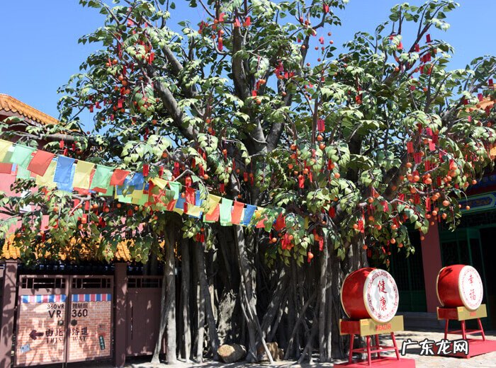 香港 天坛 大佛 香港天坛大佛在哪个区