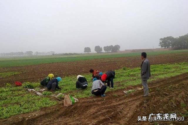 如何发展美丽乡村?说说你的想法?