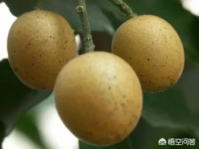 夏天吃黄皮果有哪些作用?