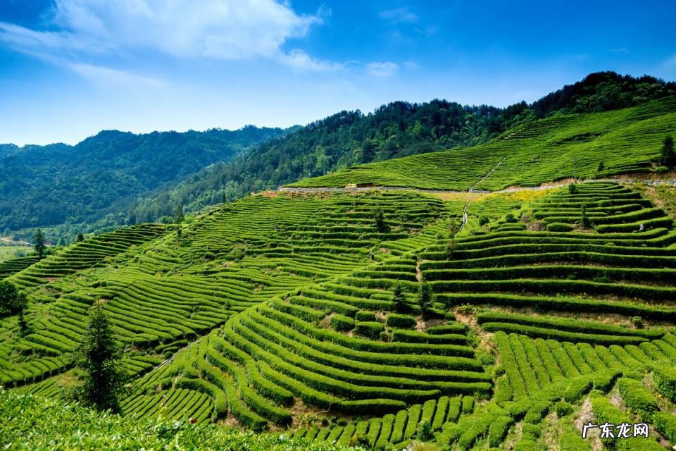 什么茶最香口感最好 口感最好喝的茶叶