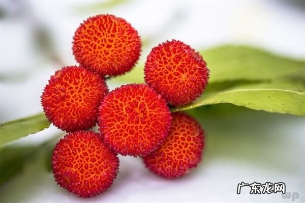 椰子汁会上火吗 杨梅上火么