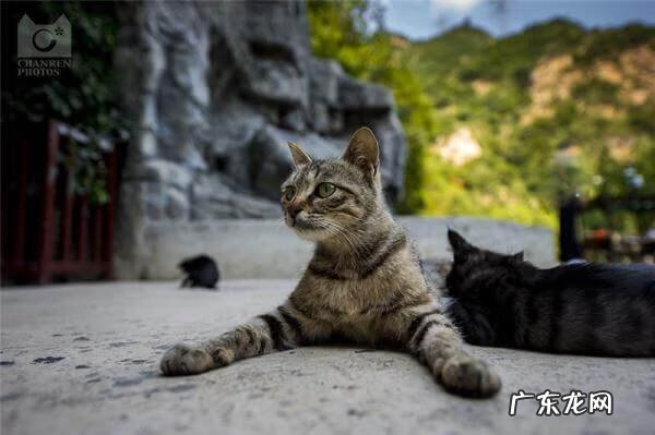 高鼎简介 中华皇家风水高鼎论