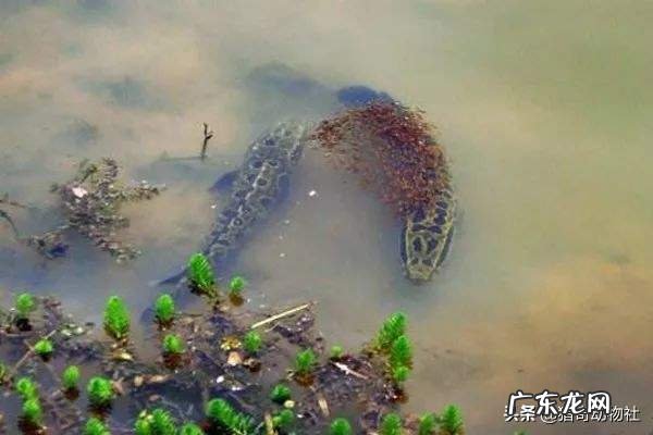 亚洲黑鱼在亚马逊河能泛滥吗？